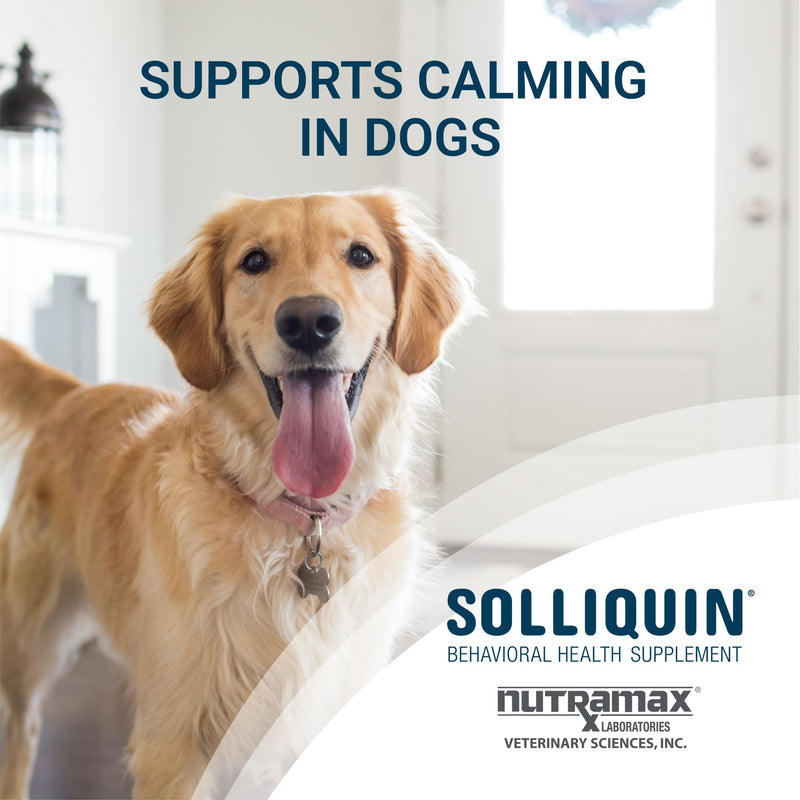 Nutramax Solliquin Calming Behavioral Health Supplement for Large Dogs - with L-Theanine, Magnolia/Phellodendron, and Whey Protein Concentrate, 75 Soft Chews 75 Ct Chew - Dog Only - PawsPlanet Australia