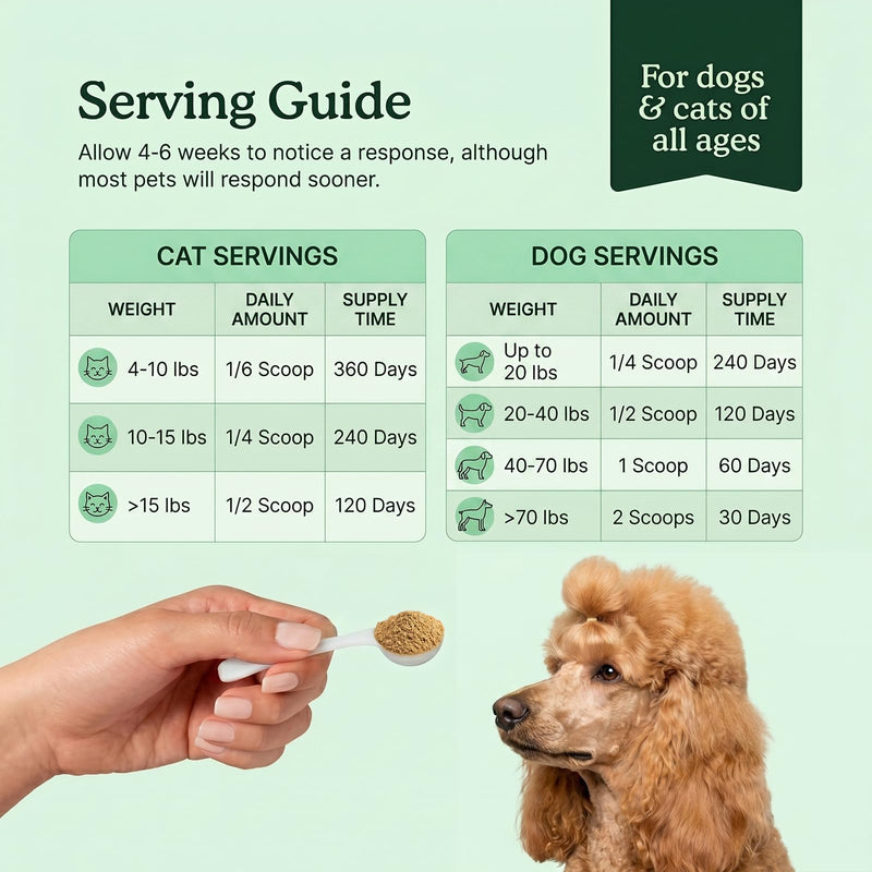 Organic Turkey Tail Mushroom Supplement for Senior Dogs & Cats – 10-in-1 Functional Mushroom Powder with CoQ10 for Immune Support, Digestive Health – Chicken Flavor, Scoop Included