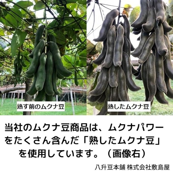 [Shikishimaya] Mucuna grains Mucuna beans 1,200mg (6 tablets per day) Contains 180 tablets Approximately 1 month's supply Made in Japan Small grains so easy to take Add dopamine to your daily life with Mucuna beans - BeesActive Australia