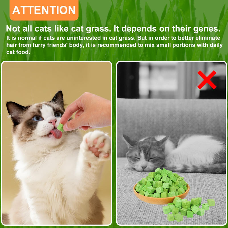 100g Freeze-Dried Cat Grass Treats, Natural Hairball Treatment for Cats, Edible Cats Chew Toy Cat Treats Snack for Teething Cleaning Hairball Removal 3.53 Ounce (Pack of 1)