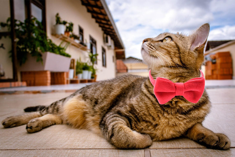 Cat Collar Breakaway with Bell and Removable Bow Tie Safety Buckle Velvet Adjustable 7-11 inches for Kitten Cats (Red) Red - BeesActive Australia
