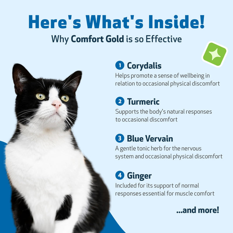 Pet Wellbeing Comfort Gold for Cats - Supports Feline Physical Comfort, Healthy Circulation, Corydalis, Turmeric - Veterinarian-Formulated Herbal Supplement 2 oz (59 ml) 2 fl oz (59 ml) - BeesActive Australia