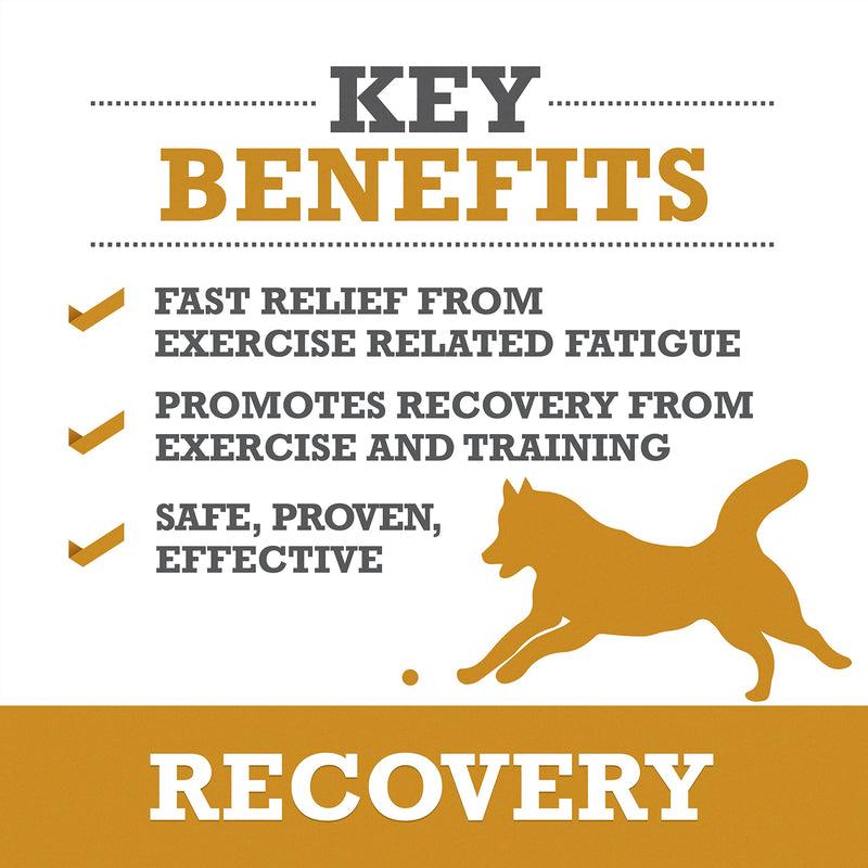 WINPRO Recovery Chews for Dogs, Plasma-Powered for Active Dogs, Immune System Support, and Dog Training Support for Competition and Sport Muscle Recovery and Agility, 60 Count, Made in USA - PawsPlanet Australia
