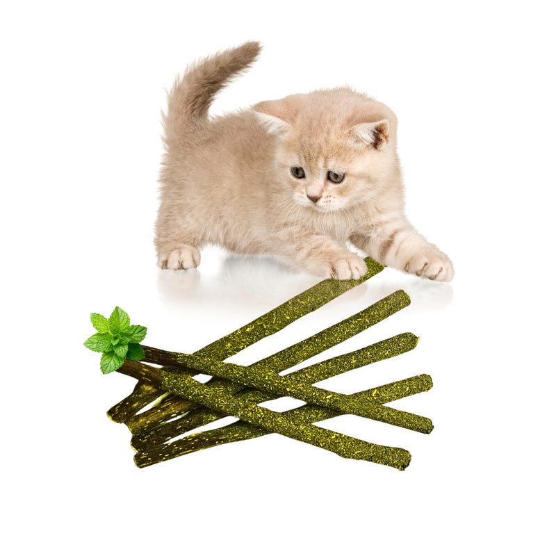 TheGuard Cat Grass Seeds Grow at Home Kit 5-Pack & Natural Wooden 6-Pack Catnip Sticks | Indoor Grass Seeds, Silvervine Matatabi Dental Chew Sticks for Indoor Pet Hairball Natural Chewer
