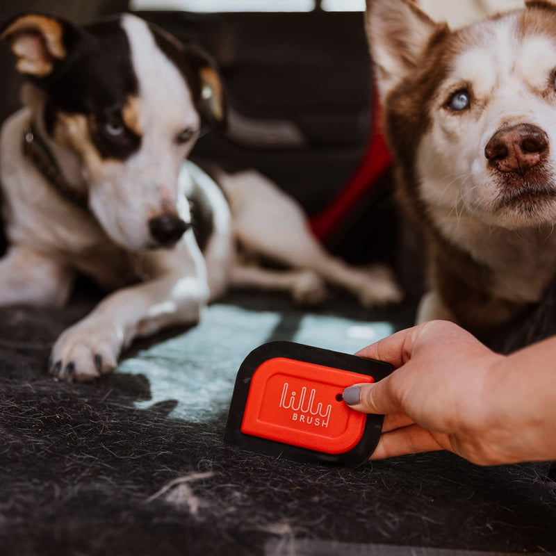 Lilly Brush Mini Pet Hair Detailer | Reusable Fur Remover for Car Interior, Carpet, Couch & Furniture - BeesActive Australia