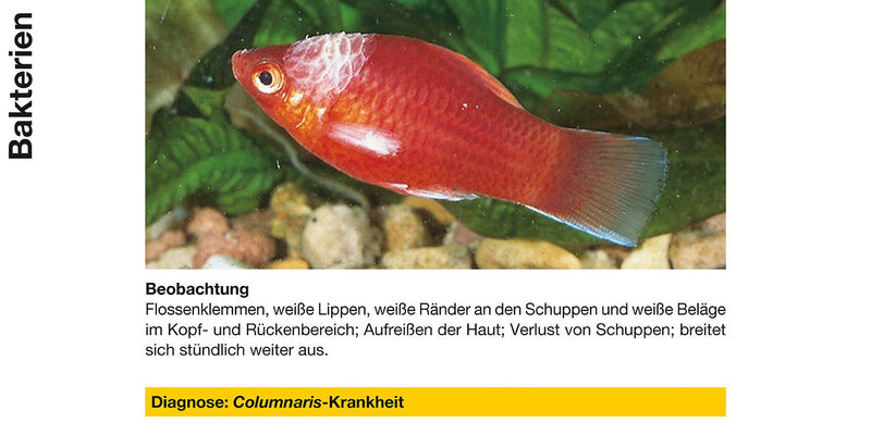 sera baktopur 100 ml - medicine for fish against bacterial infections (e.g. mouth and fin rot), medicine for the aquarium - BeesActive Australia