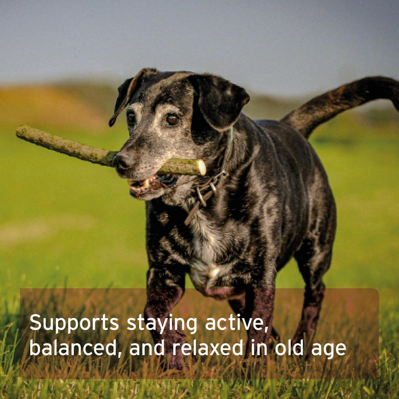 AniForte Senior Active Powder 250g for Older Dogs - Minerals, Amino Acids & Vitamins for Dogs, Supports Memory & Heart Function, Green-Lipped Mussel for Vitality & Agility, Seniors Food Supplement