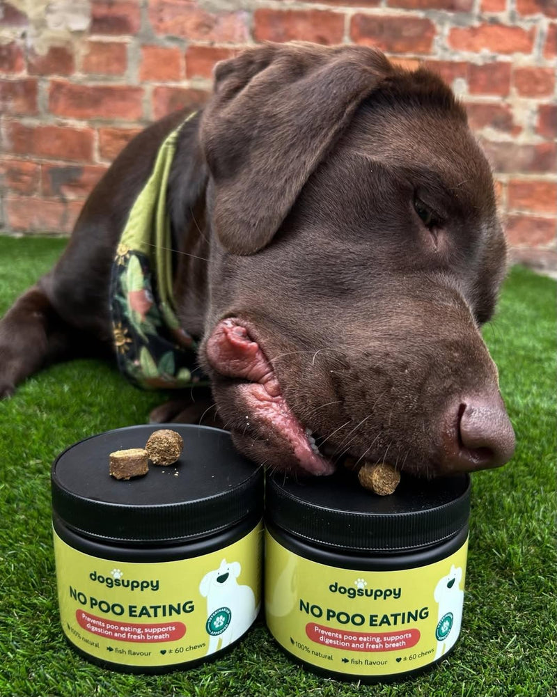 DogSuppy No Poo Eating Chews for Dogs – Helps Stop Dog Eating Poo, Supports Gut Health & Digestion, Fresher Breath, 100% Natural Ingredients, Coprophagia, Stool Eating Deterrent, Fish Flavour