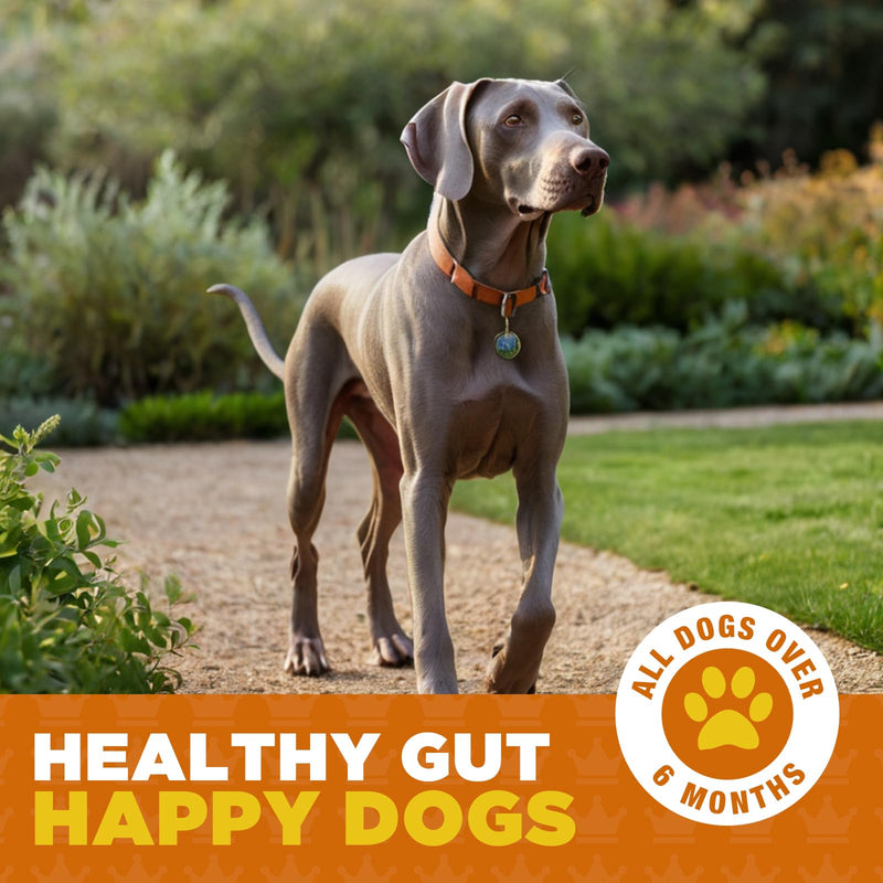 ProDog Digest Gut & Digestive Health with Prebiotics & Fibre Supplement (90 Gram) 90 Gram