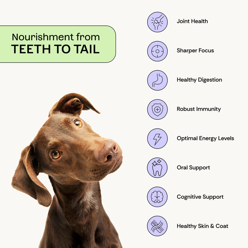 Daily Probiotic + Prebiotic + Postbiotic Dog Supplement Powder | 12-in-1 Gut, Joints, Allergy, Immunity, Calming & Oral Health | Human-Grade, No Artificial Flavors, No Fillers - 30 Sachets