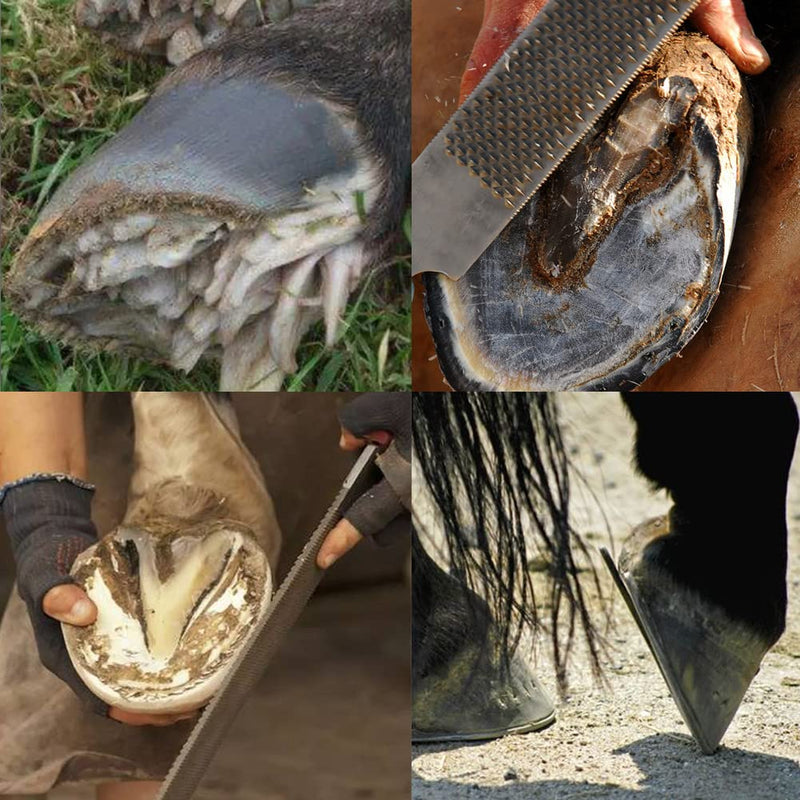 Hoof Rasp for Horses,Goat Feet Hooves,Hand-Held Rasp, with Plastic Handle,Rasp Hoof File Equine Hoof Rasp Coarse-Toothed Also for Other Small Hoofed Animals - BeesActive Australia