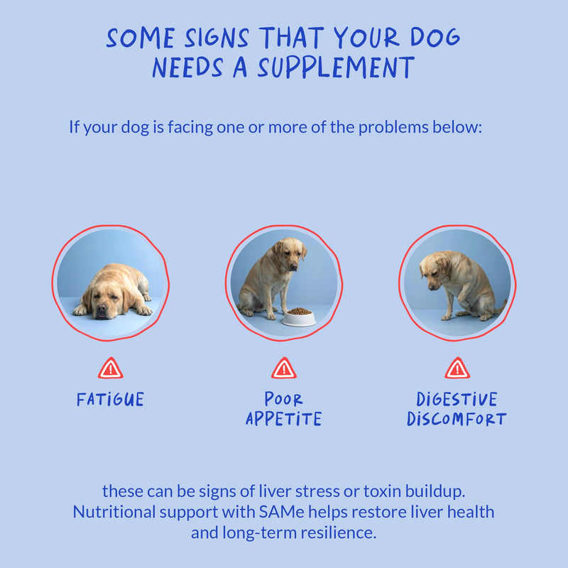 Same for Dogs 90 Soft Chews - Liver, Brain & Cognitive Support | S-Adenosyl-L-Methionine in 90 soft chews. Promotes liver function, cognitive support & mood balance for dogs. SAMe Soft Chews