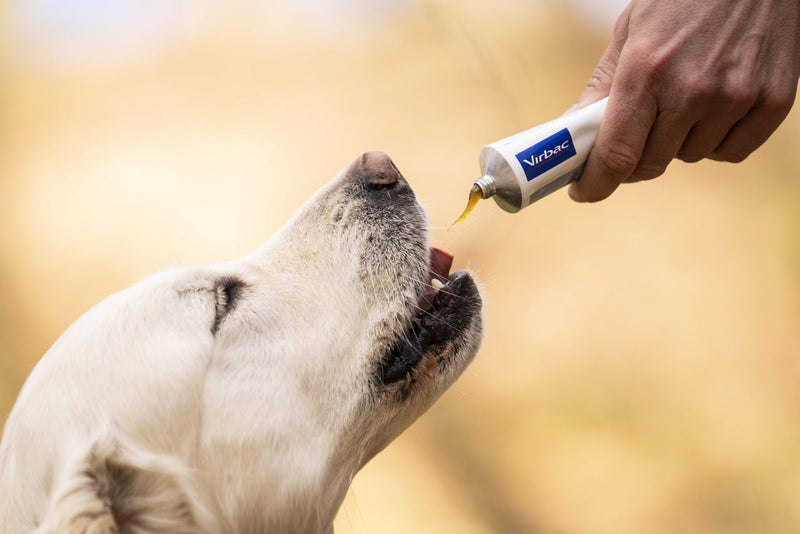 Nutri-Plus Gel - High-Energy Supplement for Cats & Dogs | 120g Tube