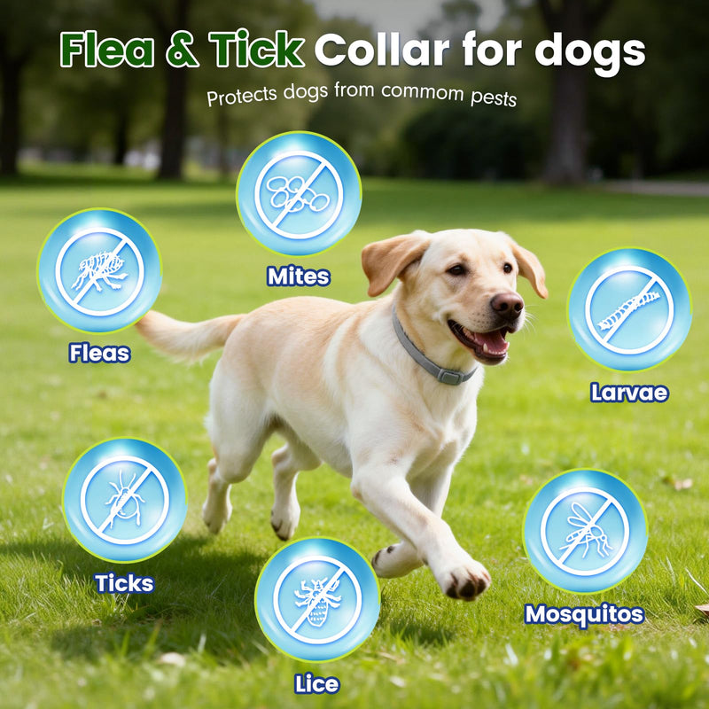 KOOSA Flea and Tick Collar for Dogs, 3 Packs Flea Collar for Dogs with Natural Essential Oils, Waterproof & Adjustable Flea and Tick Prevention Collar for Small Medium Large Dogs & Puppies, Grey 08