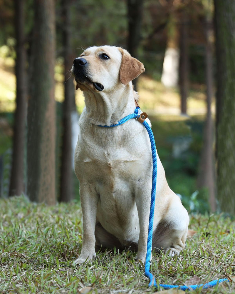 lynxking tow leash for dogs, dog leash, retriever leash, leash for small medium large dogs (grey, pull stop-0.9cm x 180cm) grey - BeesActive Australia