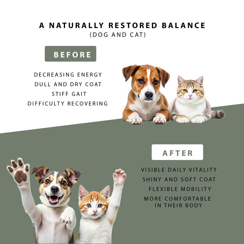 Hemp Seed Oil for Dogs and Cats | Omega 3 6 9 | Vitamins A/B/D/E for Pets | Anti-stress food supplement, acts on anxiety, joints and sleep. (2 natural oils) 2 natural oils