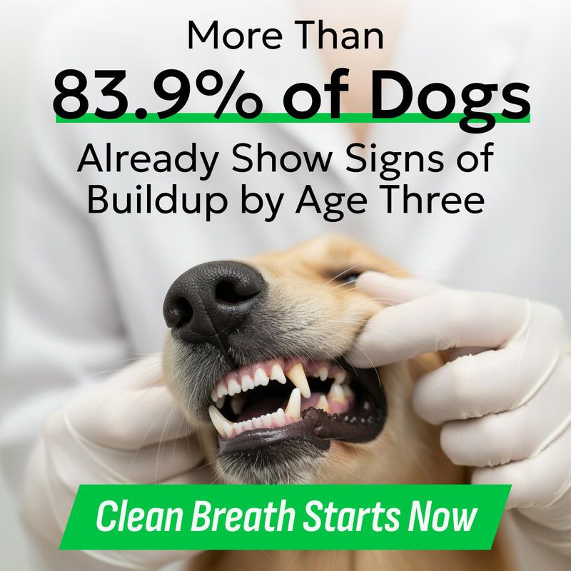 BARK&SPARK Dog Teeth Breath Freshener Chews, Dental Cleaning Treats for Bright Smile - Plaque, Tartar and Bad Breath Advanced Remover for Dogs, Pet Oral Care Bright Co Lab Pro Formula - 90 Servings 90 Dental Care Chews Breath Aid Probiotics
