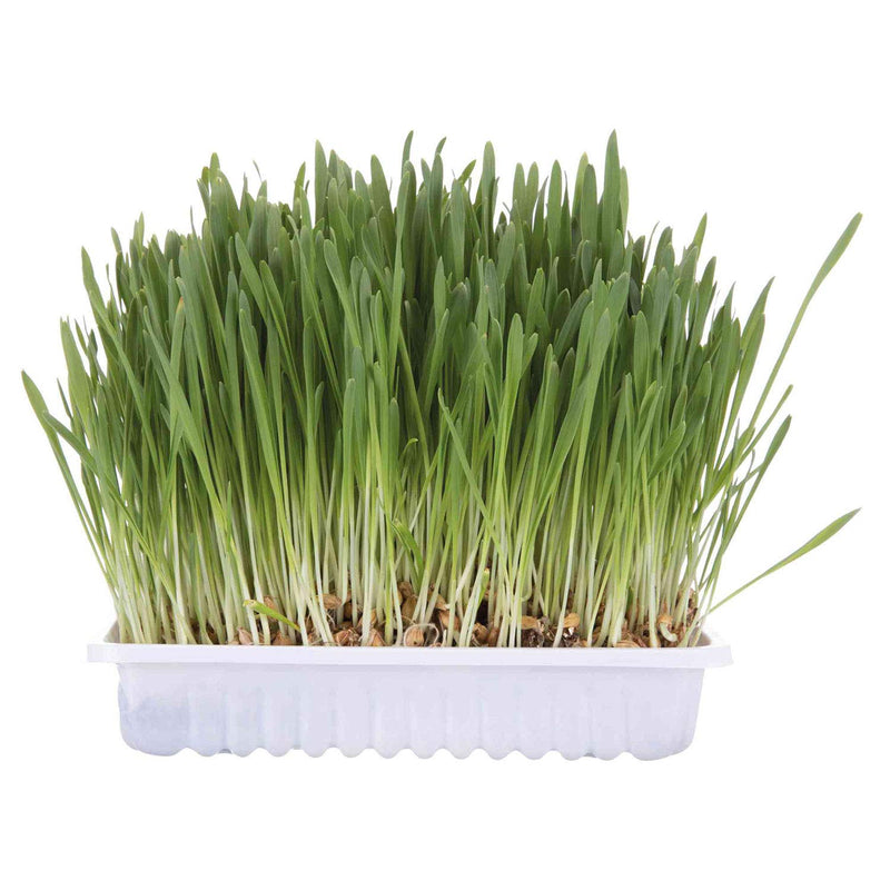 TRIXIE 4236 Cat Grass Seed Refill Bag for #4235, bag/approx. 100g - BeesActive Australia