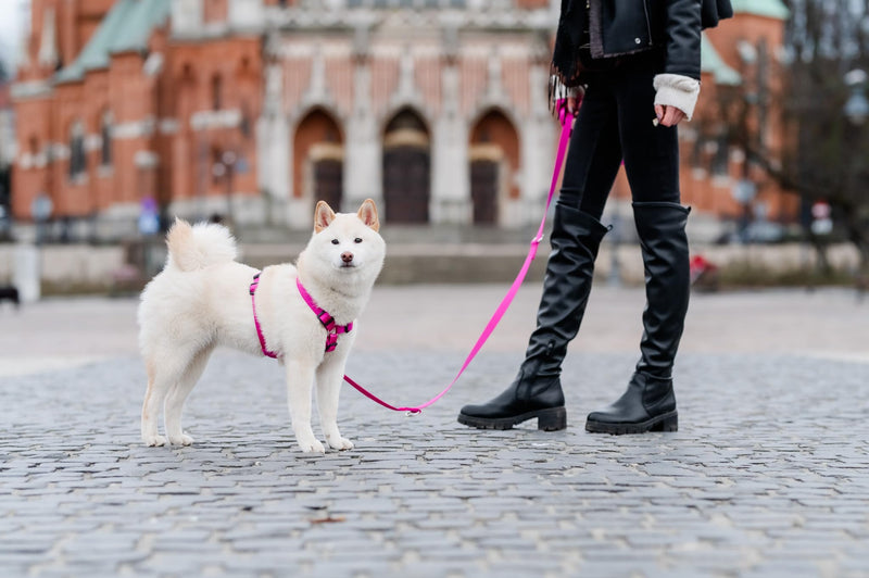 Chaba Guard Dog Harness for Small and Medium Dogs with Control, Anti-Pull & Choking, Adjustable, Comfortable and Lightweight, Classic Step-in Chest Harness, Dog Harness, Size M, Fuschia Pink - BeesActive Australia