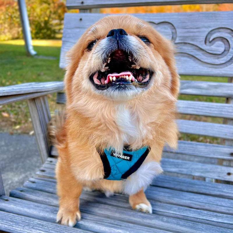 Voyager Step-In Plush Dog Harness – Soft Plush, Step In Vest Harness for Small and Medium Dogs by Best Pet Supplies - Harness (Turquoise Plush), L (Chest: 18 - 20.5") Harness (Turquoise Plush) L (Chest: 18 - 20.5") - BeesActive Australia