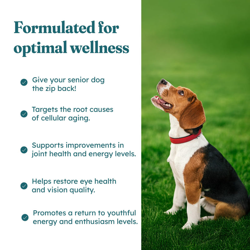 PetHeal Aging Aid Chews for Senior Dogs - Vet-Reviewed - Supports Joints, Energy & Vision with Hemp, DHA, Blueberry & Spinach | Fights Inflammation & Promotes Vitality | 30 Pork-Flavored Soft Chews