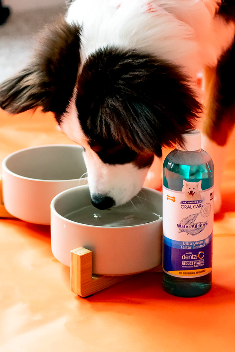 Nylabone Advanced Oral Care Dog Water Additive for Dental Care - Liquid Tartar Remover - Dog Breath Freshener & Teeth-Cleaning Liquid (16 oz.) 16 oz. (Pack of 1) - BeesActive Australia