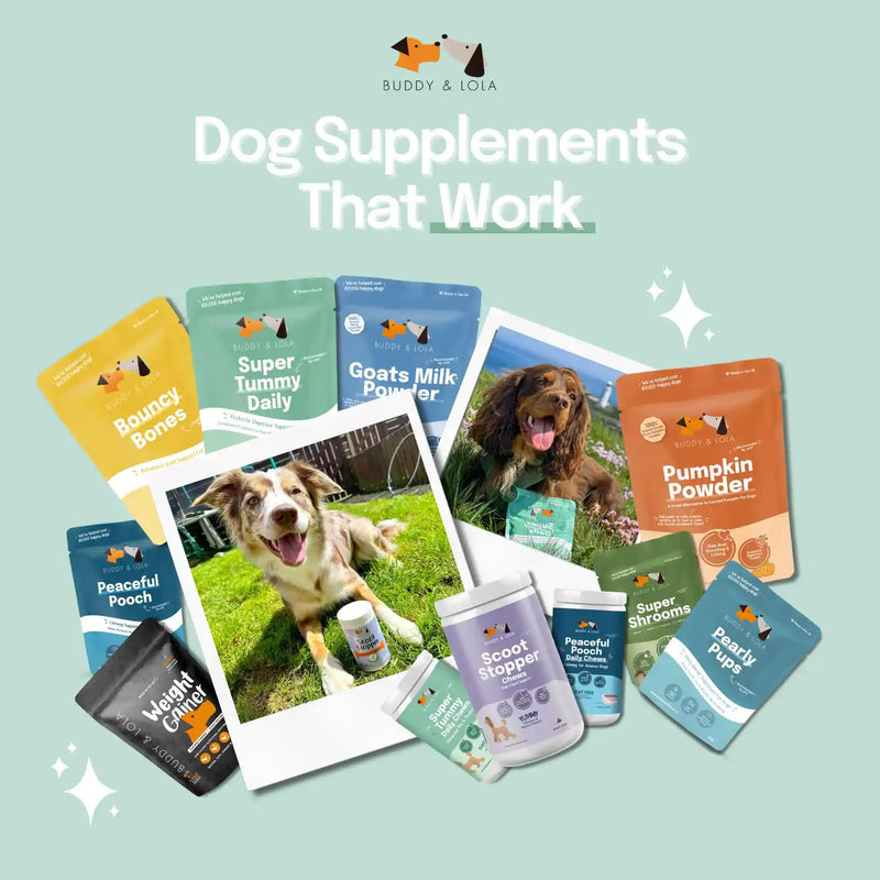 Buddy & Lola Probiotics For Dogs - Daily Dog Probiotic Chews For Digestive Health - Beneficial Prebiotics, Probiotics & Fibre For Better Gut, Firm Stools, Less itching - Plant Based Chews For Dogs 60 Soft Chews (1 Tub)