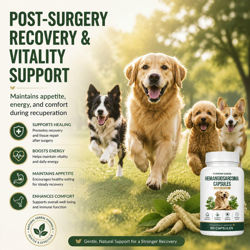 Yunnan Sanqi Capsules for Dogs - Herbal Quick Stop Bleeding & Circulatory Support for Hemangiosarcoma, Hemoabdomen, Pericardial Effusion, Severe Bruising, Ulcer-Related Bleeding, 90 Capsules