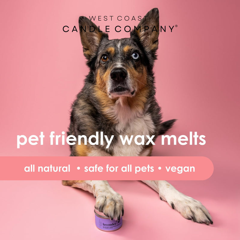 Pet Friendly Wax Melts | Pet Safe Wax Melts | All Natural Dog Safe Wax Melts | Non-Toxic Wax Melts | Pet Odor Eliminator | Pure Soy Wax Melts | Veterinarian Approved (Sea Salt Breeze) Sea Salt Breeze - BeesActive Australia