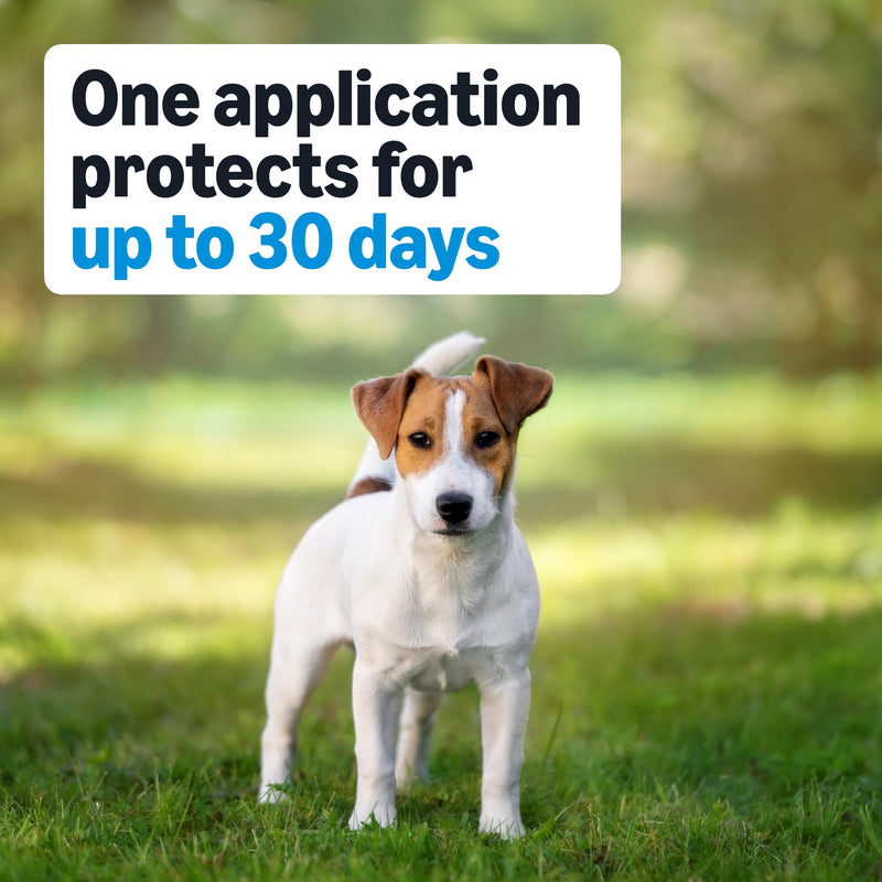 Amazon Basics Flea, Tick & Mosquito Topical Treatment & Prevention for Medium Dogs (11-20 pounds), Fast-Acting, Kills Fleas, Eggs & Larvae, 30 Day Protection, 6 Count, Packaging May Vary