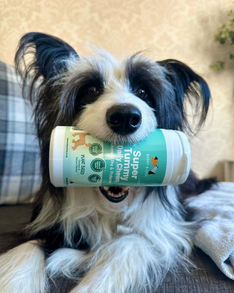 Buddy & Lola Probiotics For Dogs - Daily Dog Probiotic Chews For Digestive Health - Beneficial Prebiotics, Probiotics & Fibre For Better Gut, Firm Stools, Less itching - Plant Based Chews For Dogs 60 Soft Chews (1 Tub)
