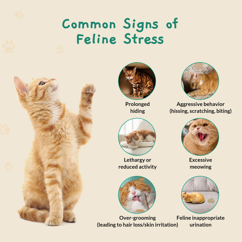 Cat Calming Gel Diffuser for Travel – Pheromone Diffuser for Cats & Kittens to Reduce Anxiety and Stress-Related Behaviors, No Electricity Needed, Long-Lasting Enhanced Calming Aid (2 Pack) 2 Pack