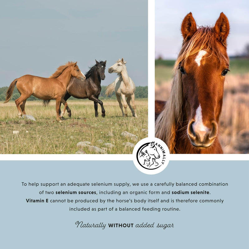 Annimally Vitamin E, Selenium & Lysine for Horses 800 g - Daily Supplement Powder for Muscle Support with Vitamin E, Selenium & Lysine, Made in Germany