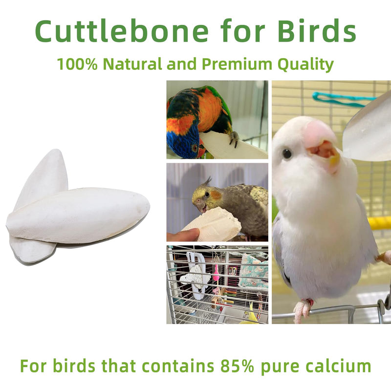 4.3"-4.7" Cuttlebone for Birds,Parakeets Cuddle Bone Beak Trimming,Premium Calcium Natural Cuttlefish Bone for Parrot,Cockatiel,Budgie,Tortoise, Snails,Reptiles,12 Pcs 12 Pcs (4.3"-4.7")