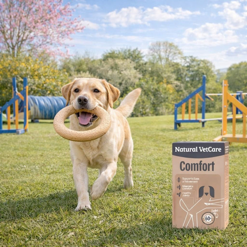 Natural VetCare COMFORT 100ml – Dog Joint Supplement for Mobility & Flexibility, Orthopaedic Support Liquid, Hip & Joint Care for Senior & Active Dogs, Daily Wellbeing Formula