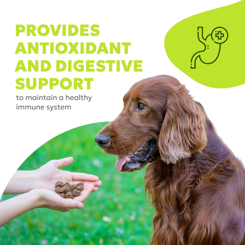 Canine Allergy Soft Chews | Dog Allergy Relief Supplements, Anti Itch Bites for Dogs, for Healthy Immune Response, for Itchy Skin, Probiotic Treats | 60 Chews, 180g, 6.35 oz - PawsPlanet Australia