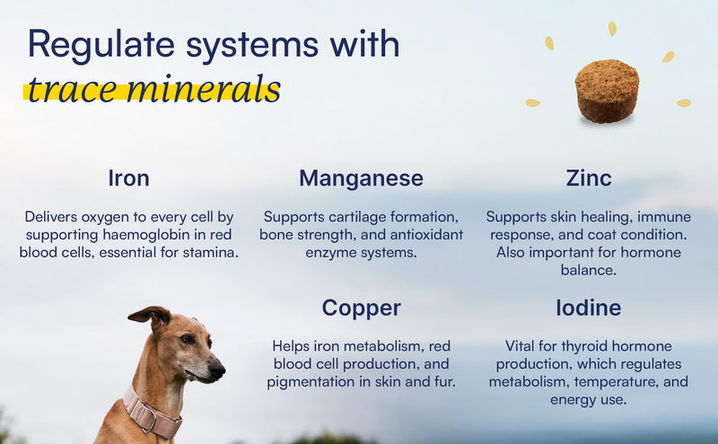 15-in-1 Multivitamin Chews for All Dogs, Support Metabolism with B Vitamins, Zinc, Biotin, Vitamin C & E, Bones & Muscle Recovery, Immunity Support - 60 Soft Chews, BROONO Vitamineral Complex