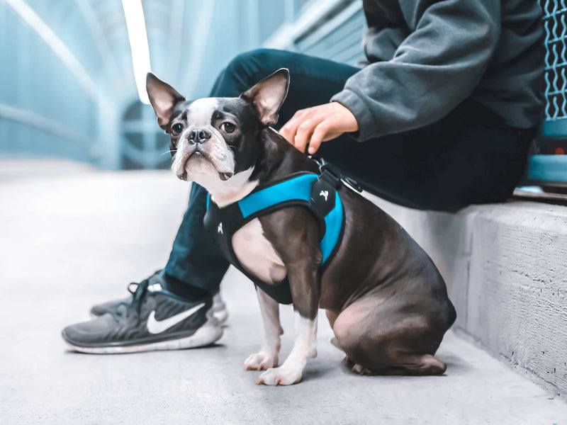 Gooby - Escape Free Easy Fit Harness, Small Dog Step-In Harness for Dogs that Like to Escape Their Harness, Turquoise, Small Small chest (16~19.25") - BeesActive Australia