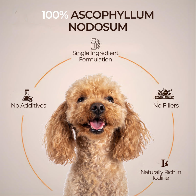 Dog Dental Powder for Plaque & Tartar | Made in Germany | 100% Natural Seaweed (Ascophyllum Nodosum) | Fresh Breath & Gum Support | No Brushing Required | 150g Pawformance