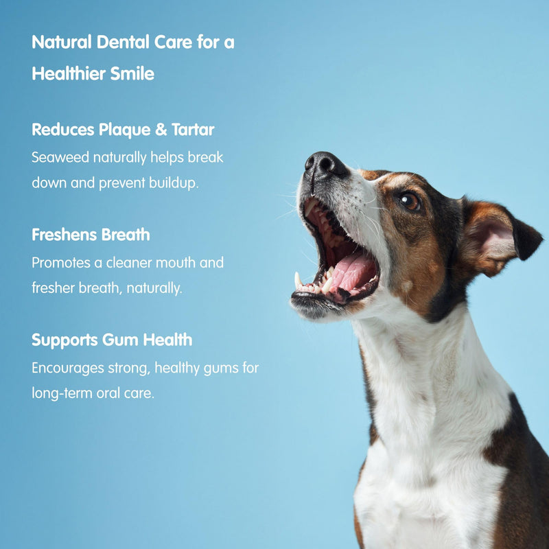 pet wiz 100% Natural Seaweed Meal for Dogs – Natural Plaque & Tartar Remover, Freshens Bad Breath & Promotes Healthy Gums – Supports Digestion & Overall Health – Made in UK (250g) Meal - 250g