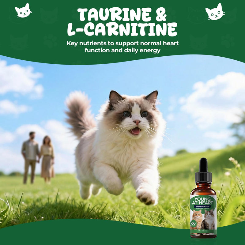 Young Heart Support for Cats – Taurine, L-Carnitine & Hawthorn Liquid Drops for Heart Function & Daily Vitality, Herbal Cardiovascular Support for Cats, Easy Daily Supplement, 2 fl oz