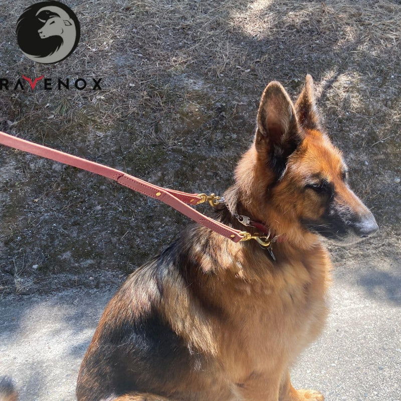 Ravenox Leather Safety Dog Leash | Secure & Versatile Lead with Dual Brass Bolt Snaps | Perfect for Prong & Martingale Collars, Harnesses | Burgundy 3/4-inch x 6 FT - BeesActive Australia