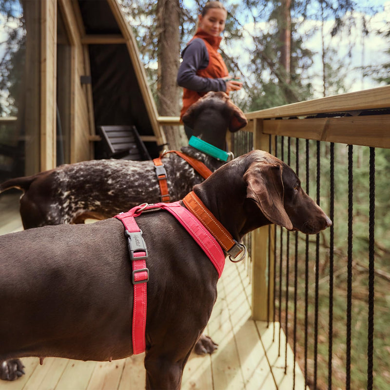 Hurtta Casual ECO Dog Y-Harness, Ruby, 32-35 in Ruby - ECO 32-35" - BeesActive Australia