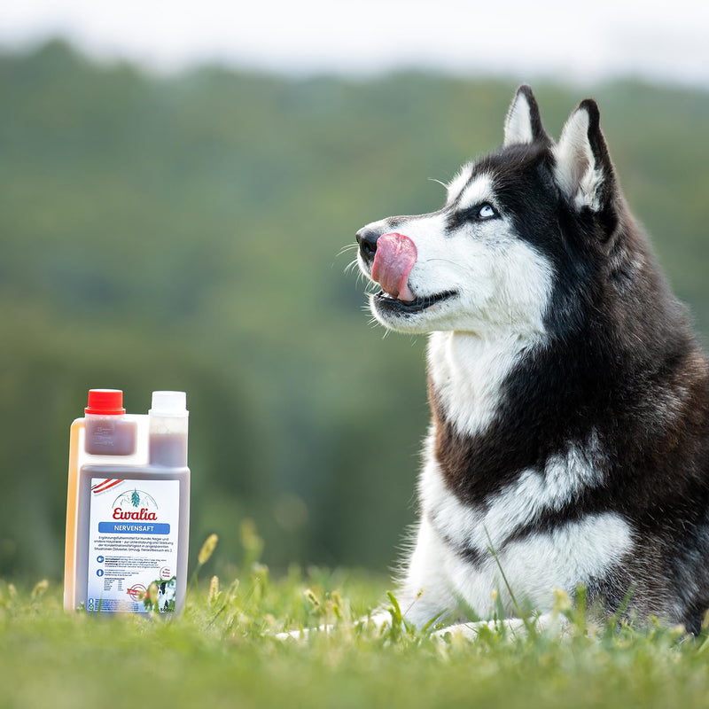 NEW! EWALIA nerve juice for dogs - calming and balance for your pet in stressful times - developed with veterinarians, 100% pure nature, free of additives, certified ingredients - 500ml 1 - BeesActive Australia