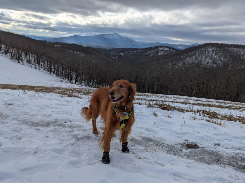 Expawlorer Anti-Slip Dog Shoes Waterproof & Stain Resistant Dog Booties with Reflective Straps for Outdoor Hiking, Black, Size 8: 3.19"x3.03" (L*W) (Pack of 4) Size 8: 3.19"x3.03" (L*W) (Pack of 4) - BeesActive Australia