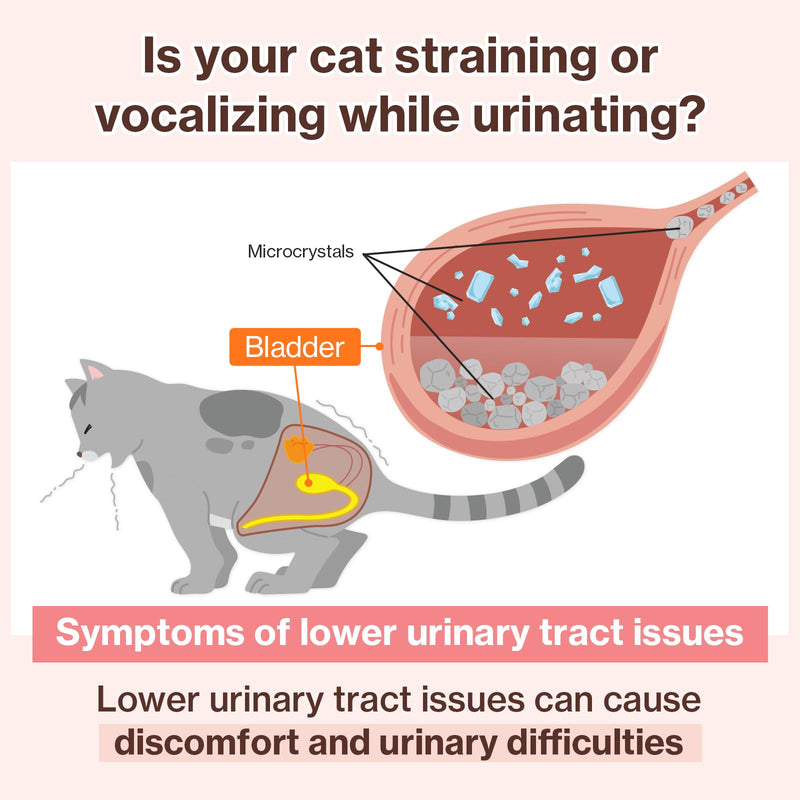 Doctor By UT Care Cat UTI Kidney Support Urinary Supplement Cranberry Treatment for Cats Renal Health with Pacran, Quercetin, Taurine lickable Formula Individually Packaged (1 Pack) 1 Pack