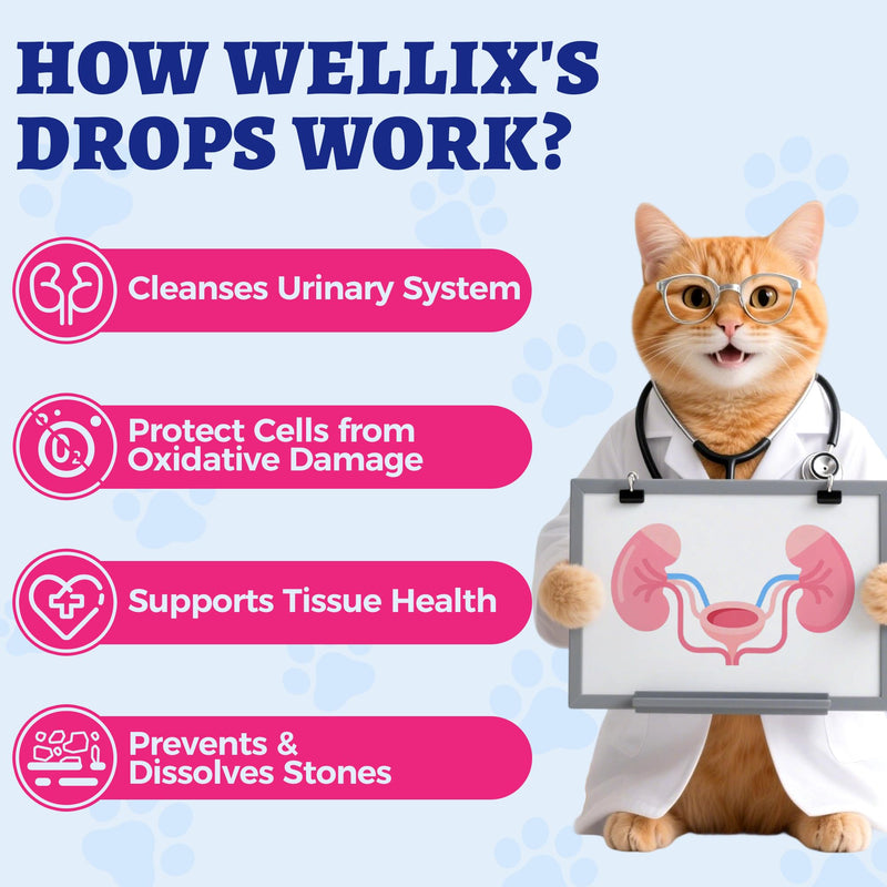 4oz Wellix Natural Cat & Dog UTI Treatment Drops,Cat & Dog Urinary Tract Infection Treatment - Cranberry & D-Mannose for Dogs & Cats - Kidney Health Supplement - BeesActive Australia