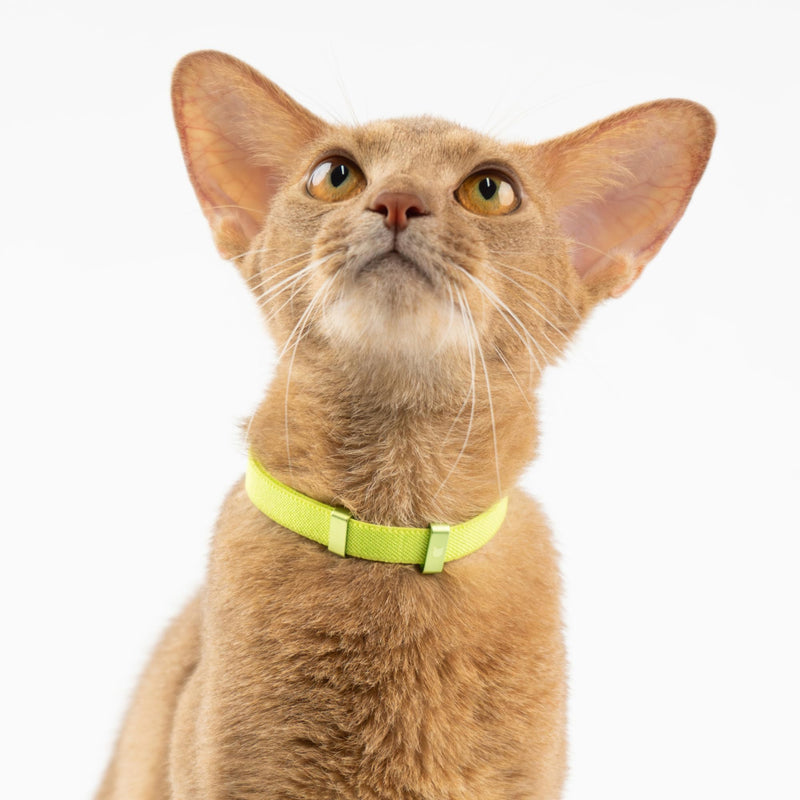 Safety Cat Collar - U.S. IDA Gold Awarding Design, Stretch Elastic Quick Release, Non Breakaway - Light Weight for Kitten, Neck Fit 5.9'-11.8' for All Small Large Cat,S(Sierra Blue) S (5.9-11.8 inch) Sierra Blue - BeesActive Australia