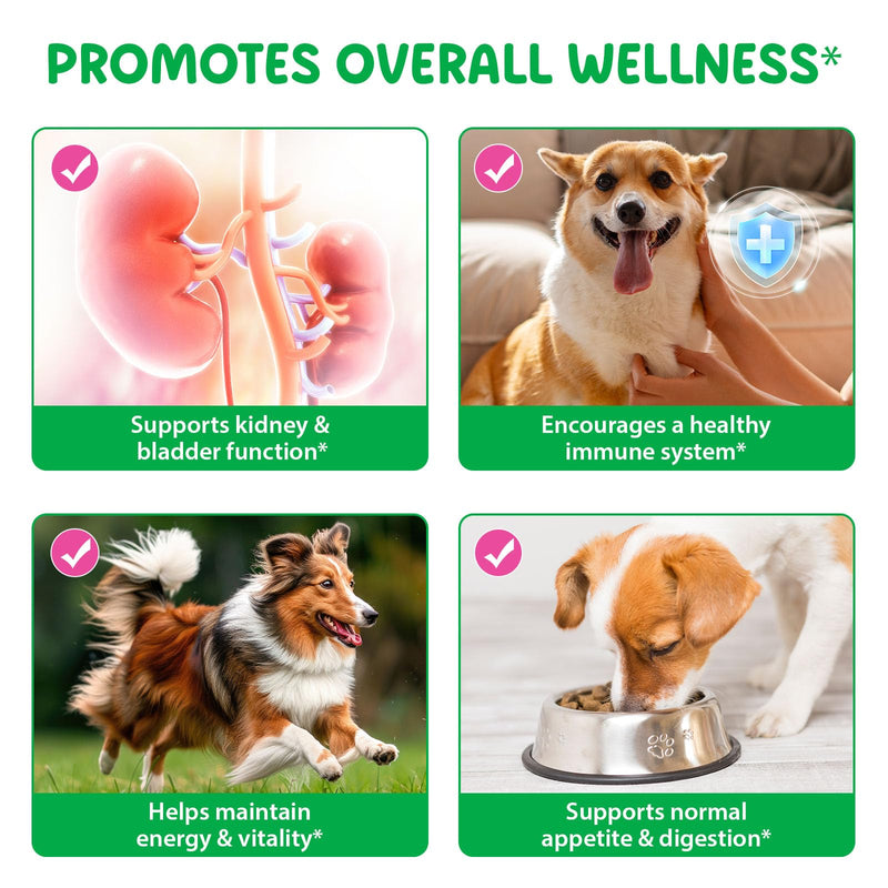 Bladder & Kidney Support for Dogs, 100% Natural Urinary Tract Treatment for Dogs 60ml, Supports Healthy Kidney Function and UTI Care Dog with Rehmannia, Immune System Booster Dog with Radix Astragali