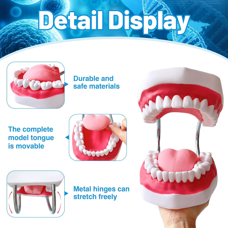 Teeth Mouth Model 6X Enlarged with Metal Hinge, Complete Set Teeth and Removable Tongue, PVC Speech Therapy Tool, Includes Toothbrush, Ideal for Brushing Teaching Dental Model and Language Education - BeesActive Australia